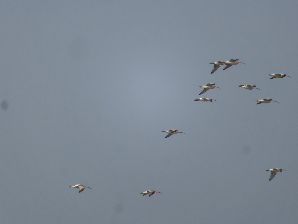 Eurasian Curlew - ML646798641