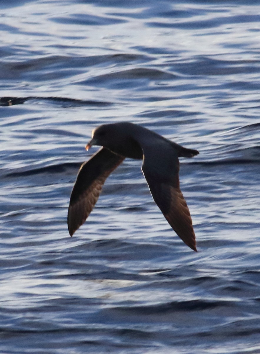 Northern Fulmar - ML646798642