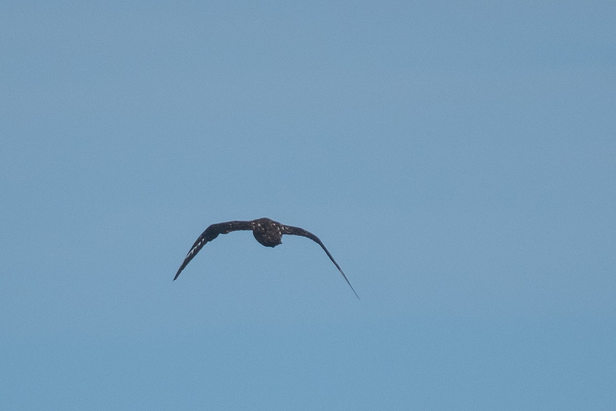 Great Skua - ML646798645