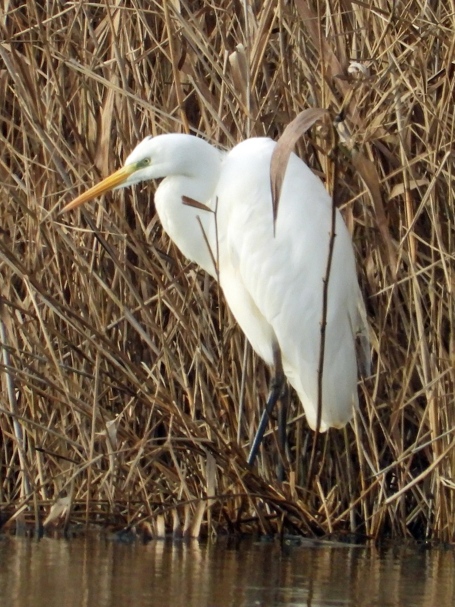 Цасч дэглий - ML646798650