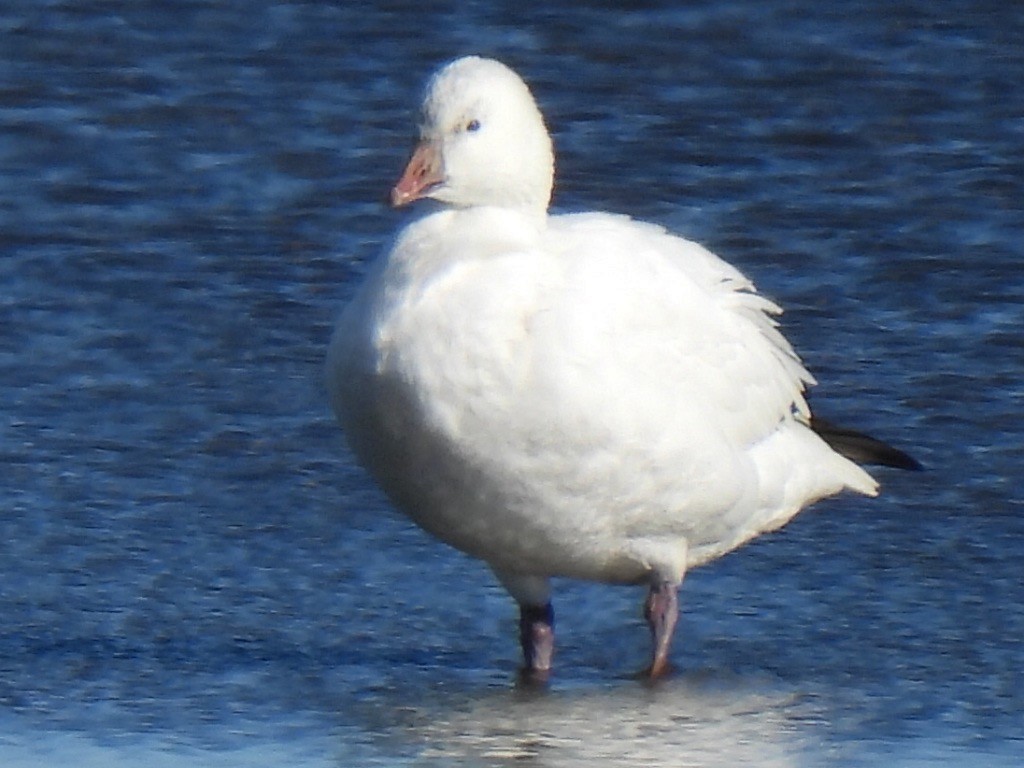 Ross's Goose - ML646798654