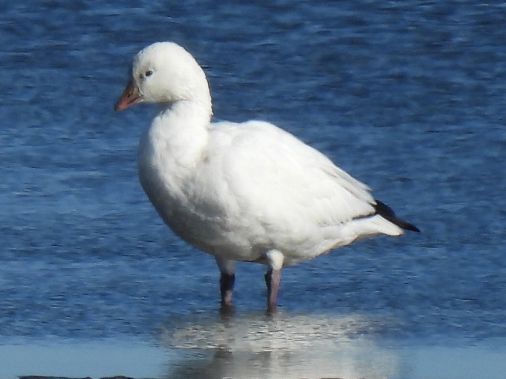 Ross's Goose - ML646798655