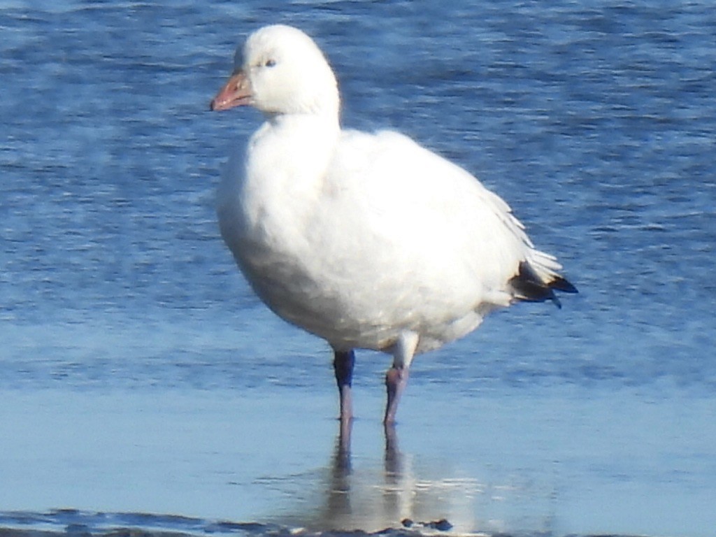 Ross's Goose - ML646798656