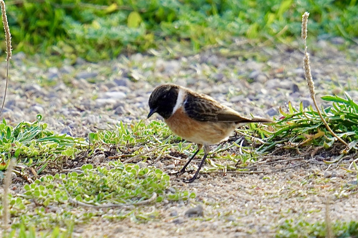 European Stonechat - ML646798657