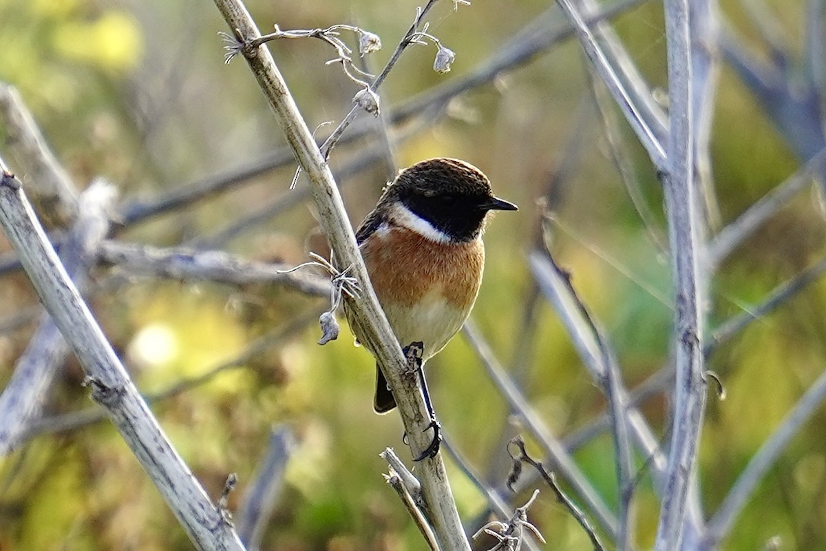 European Stonechat - ML646798658