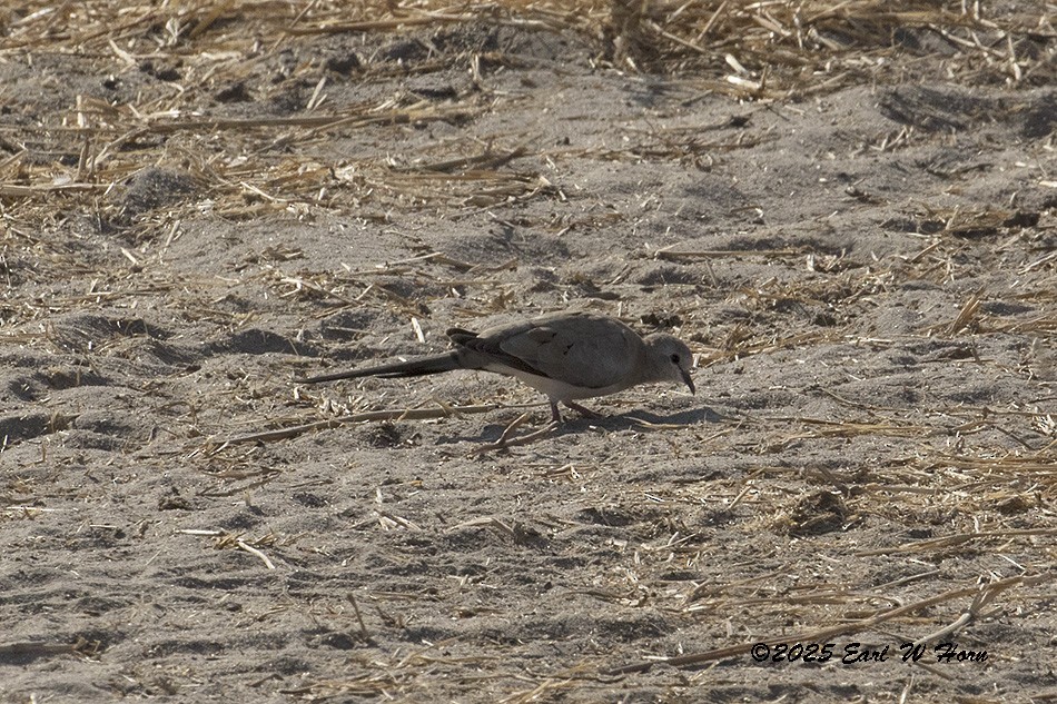 hrdlička kapská - ML646798662