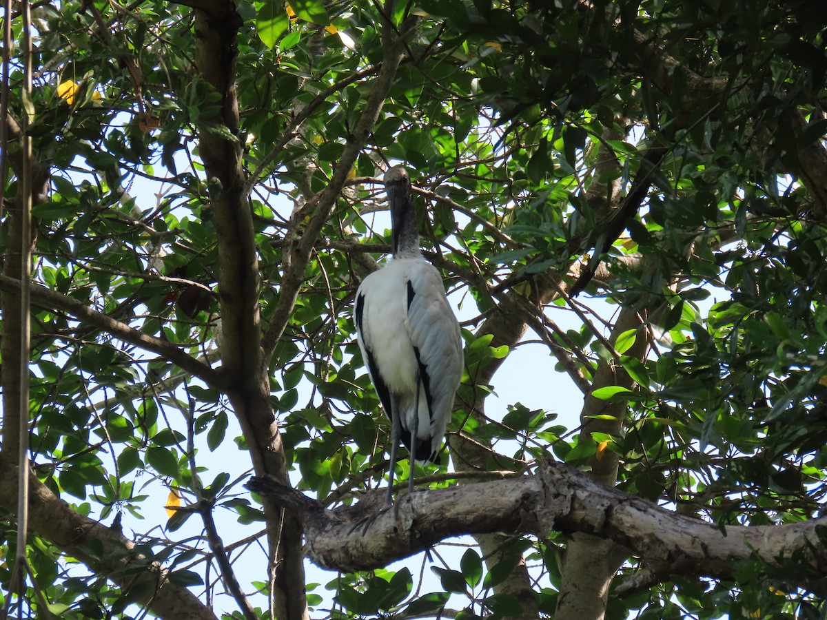 Wood Stork - ML646798664
