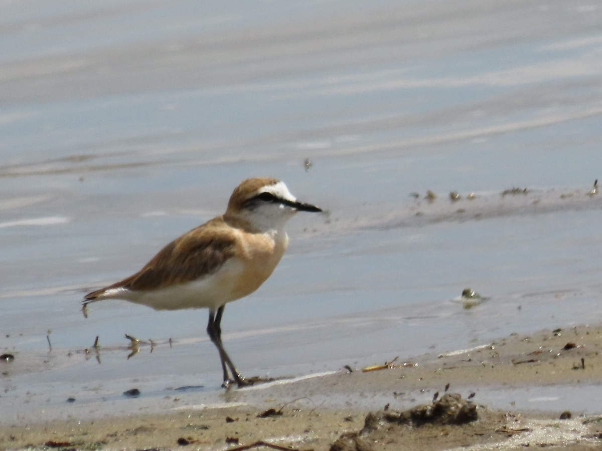 White-fronted Plover - ML646798666