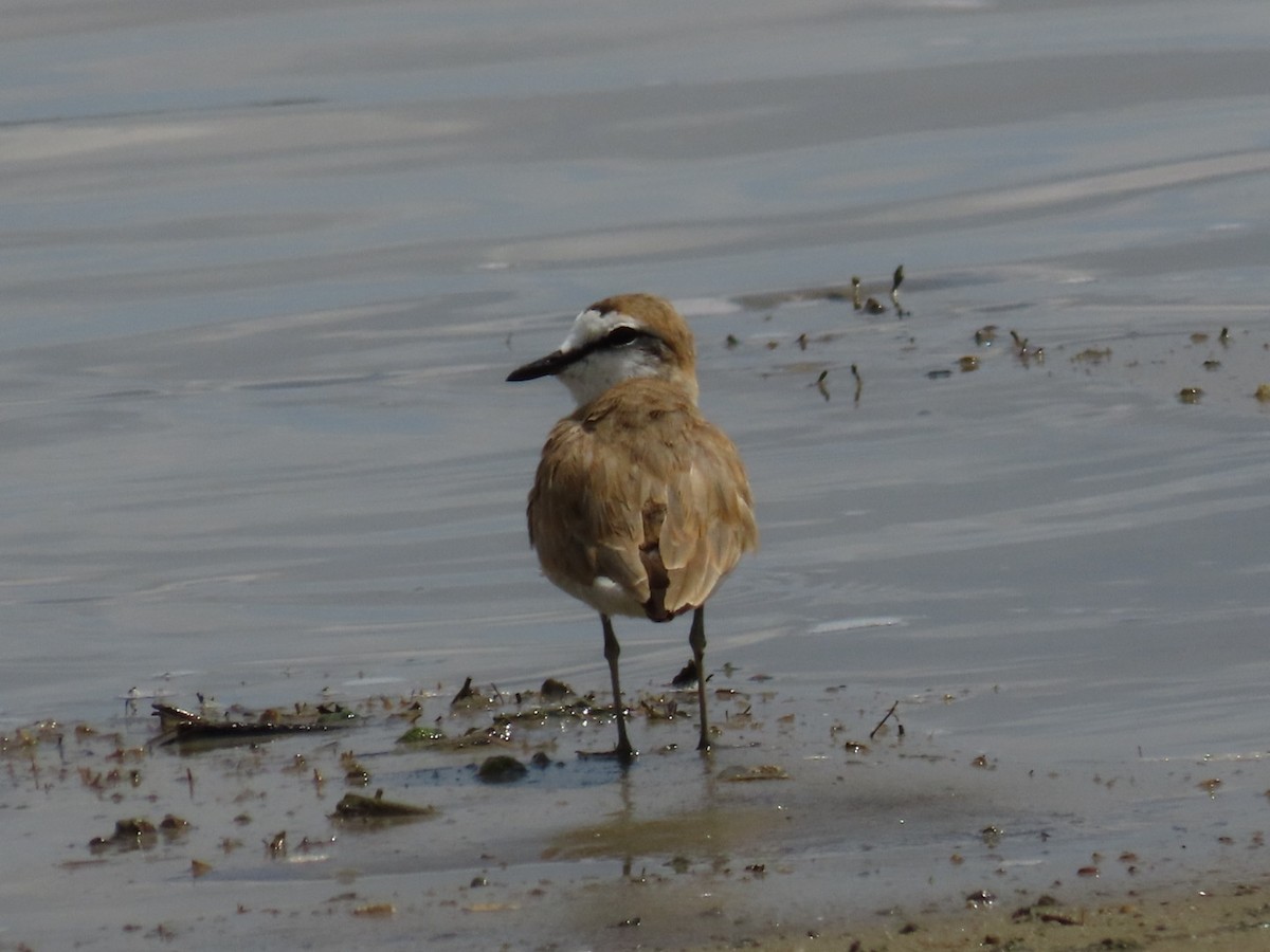 White-fronted Plover - ML646798667