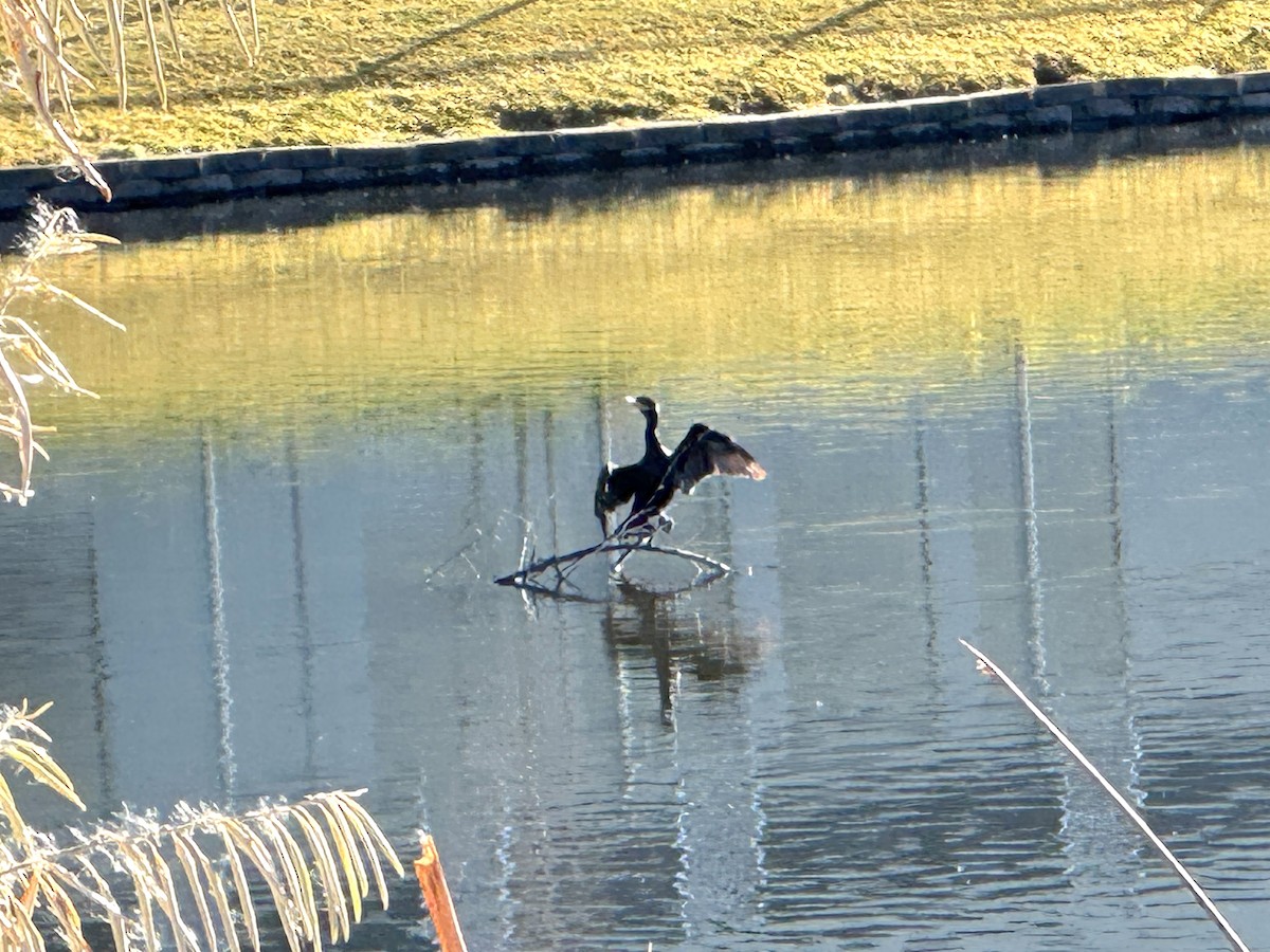 Cormoran vigua - ML646798671