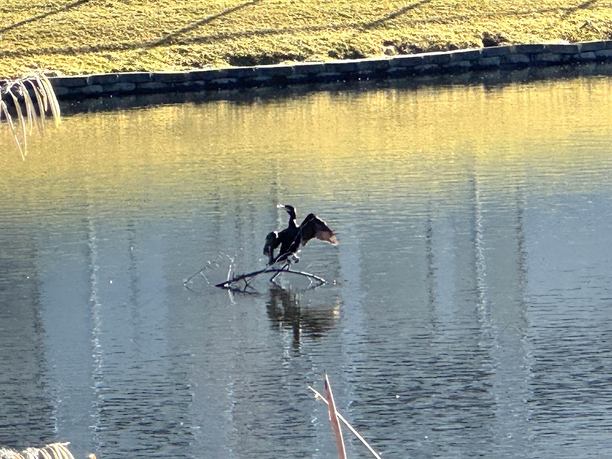 Cormoran vigua - ML646798672