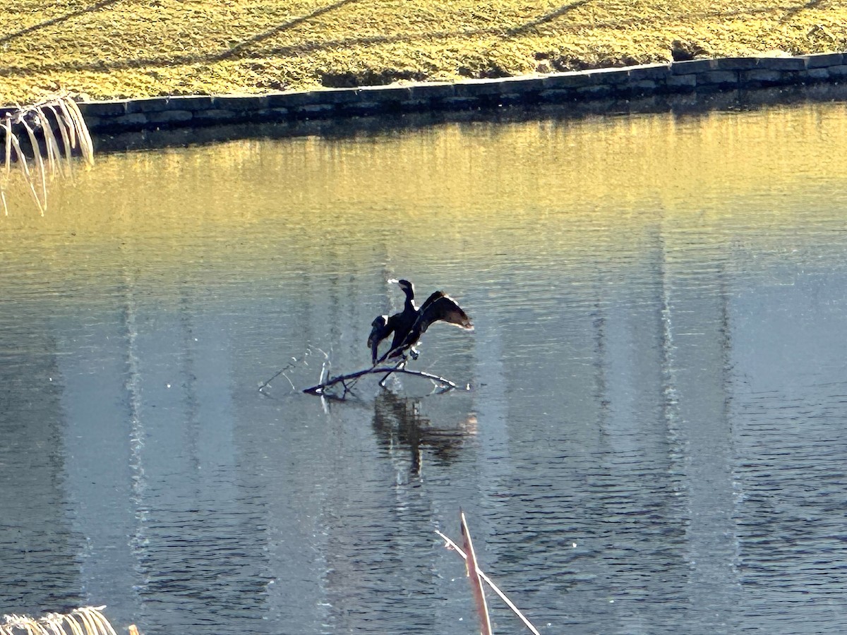 Cormoran vigua - ML646798673