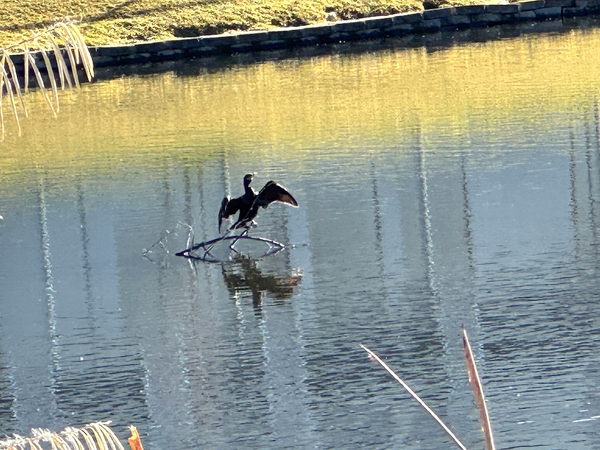 Cormoran vigua - ML646798674