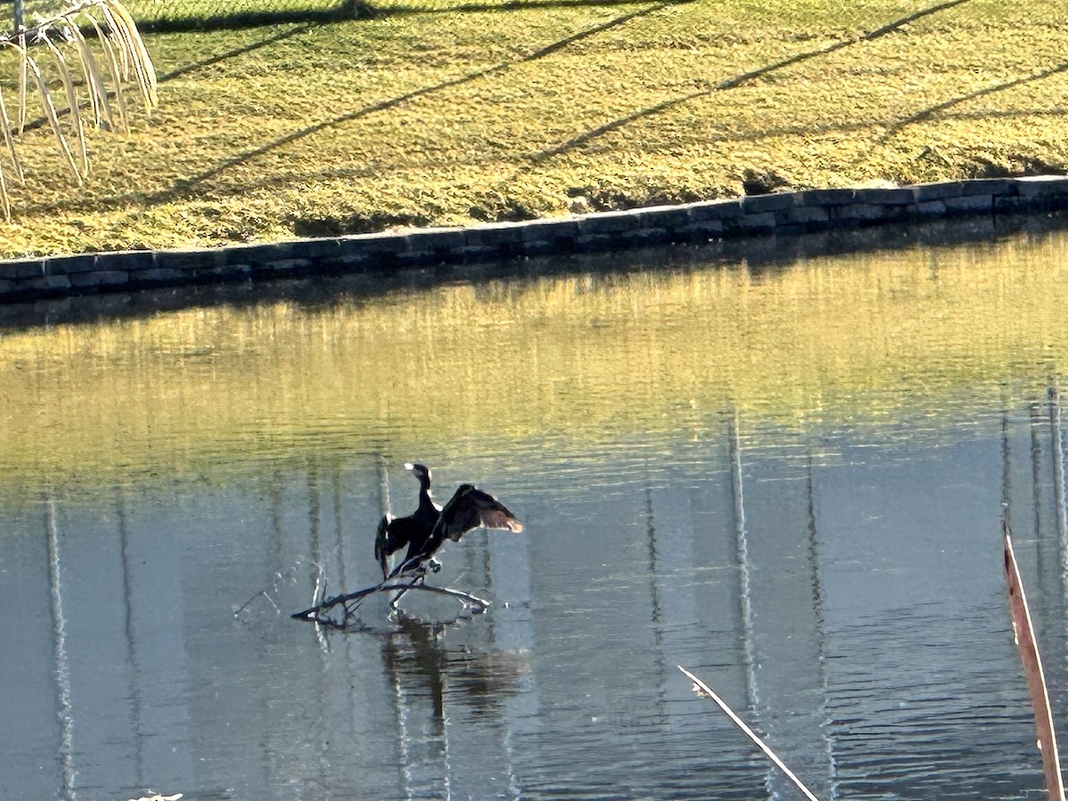 Cormoran vigua - ML646798675