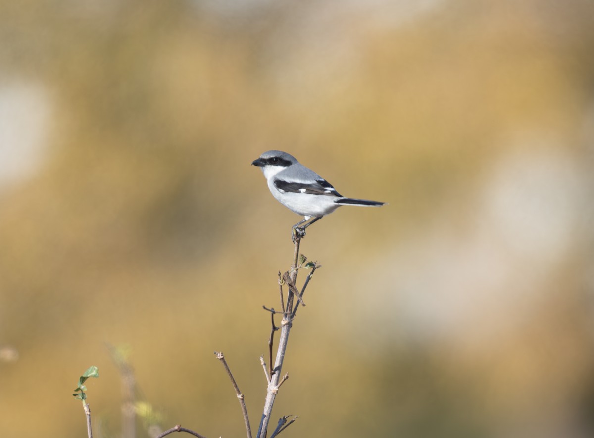 Loggerhead Shrike - ML646798676