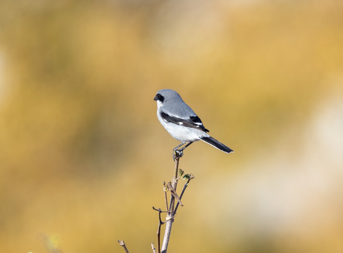 Loggerhead Shrike - ML646798677