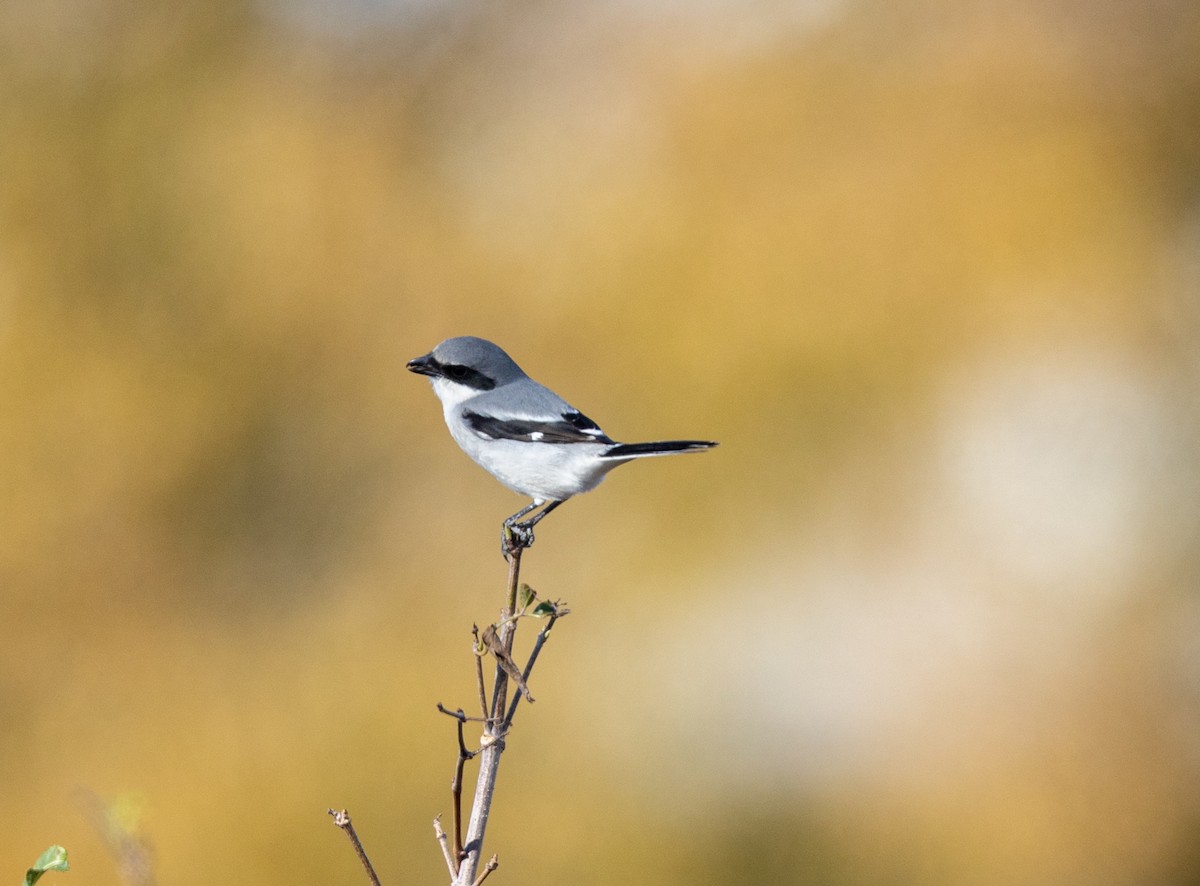 Loggerhead Shrike - ML646798678