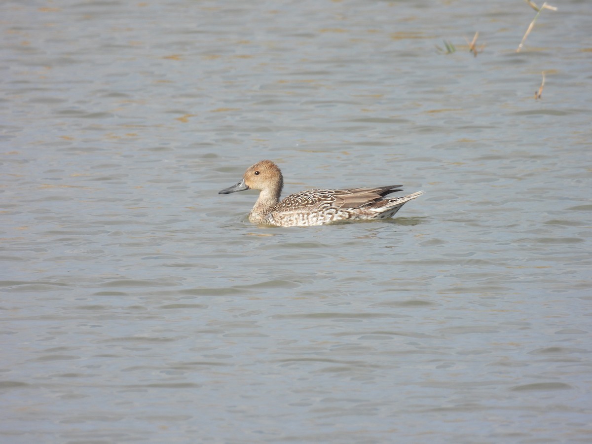 Ahate buztanluzea - ML646798680