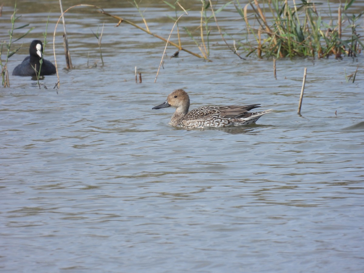 Ahate buztanluzea - ML646798681