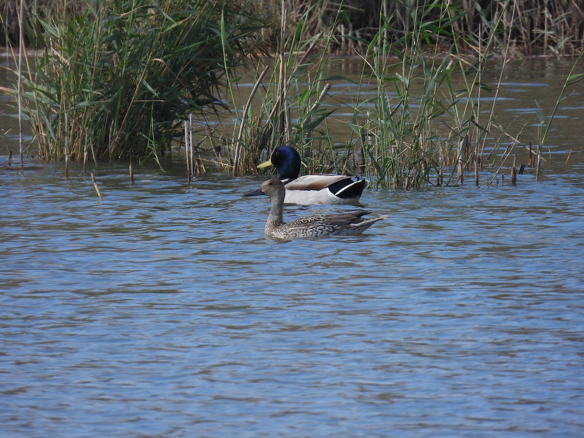 Ahate buztanluzea - ML646798682