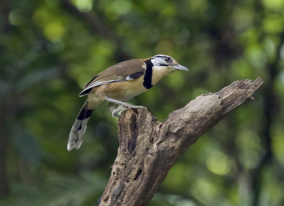 Greater Necklaced Laughingthrush - ML646798685