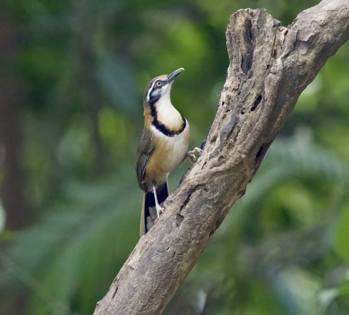Greater Necklaced Laughingthrush - ML646798686