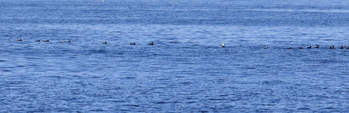 Surf Scoter - ML646798687