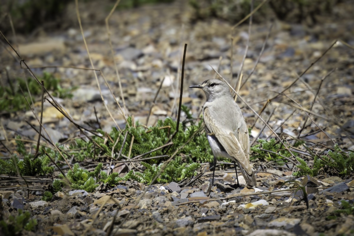 Дормілон чорнолобий - ML646798688