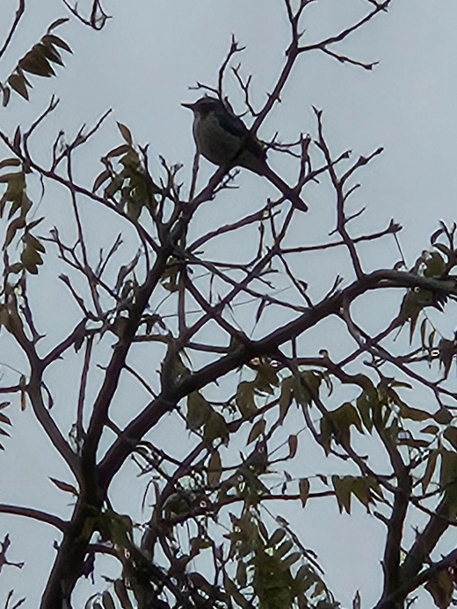 California Scrub-Jay - ML646798689