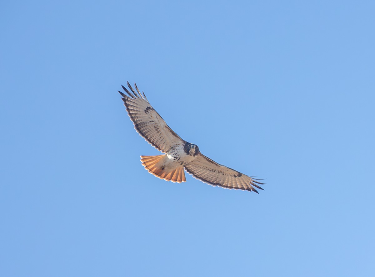 Red-tailed Hawk - ML646798692