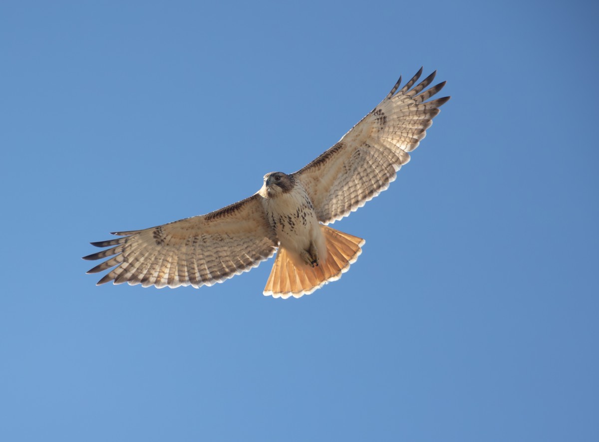 Red-tailed Hawk - ML646798693