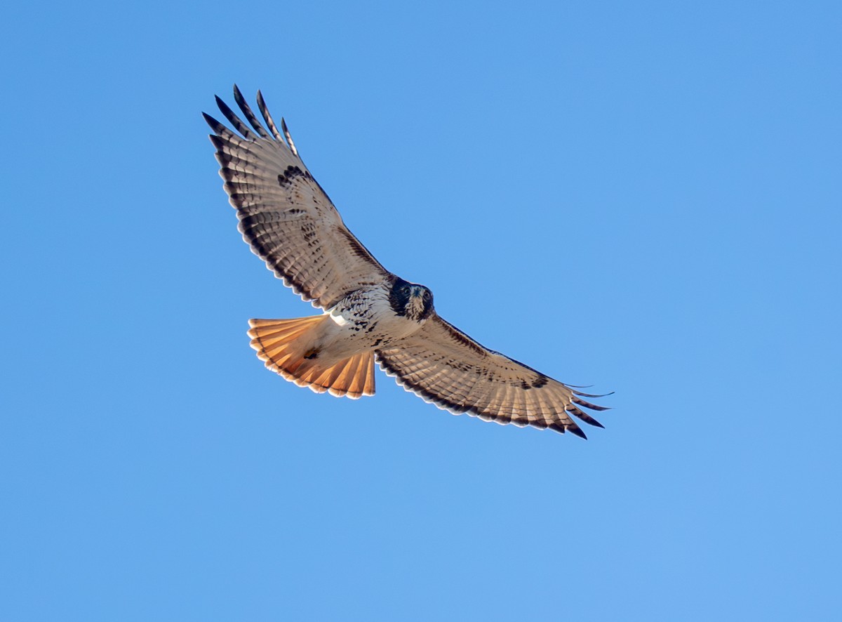 Red-tailed Hawk - ML646798694