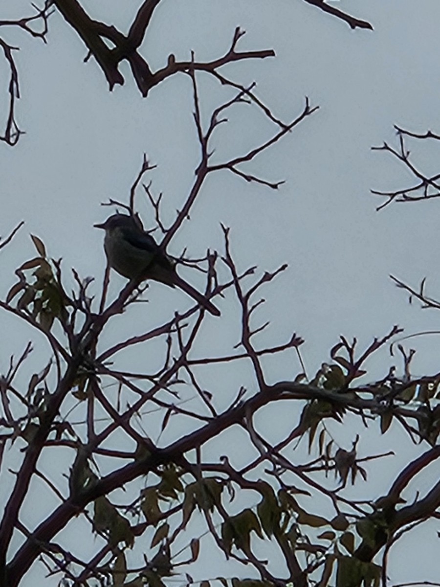 California Scrub-Jay - ML646798700