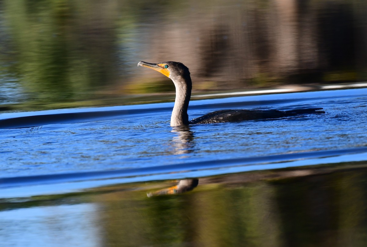 Cormoran à aigrettes - ML646798701