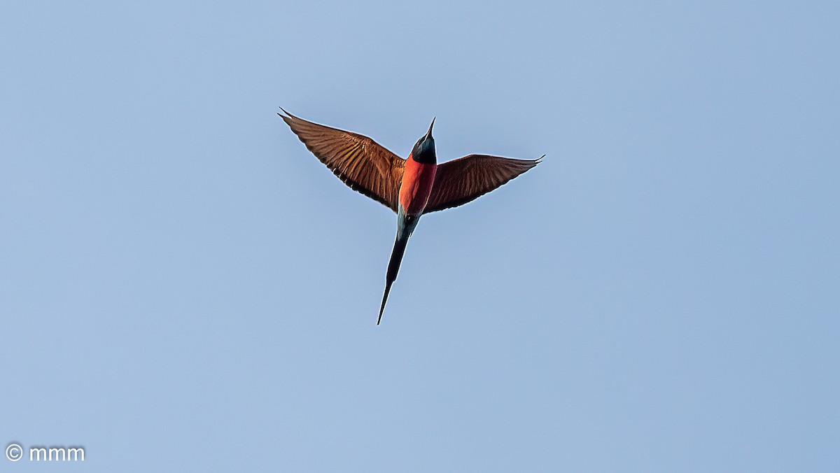 Northern Carmine Bee-eater - ML646798703