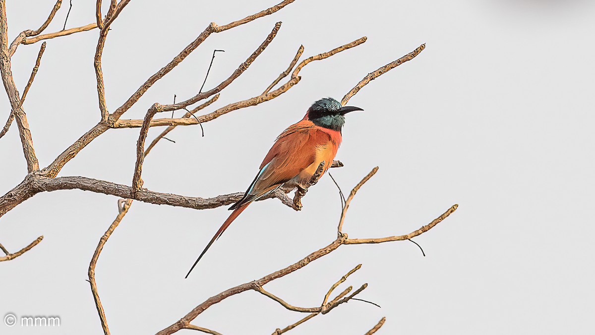 Northern Carmine Bee-eater - ML646798704