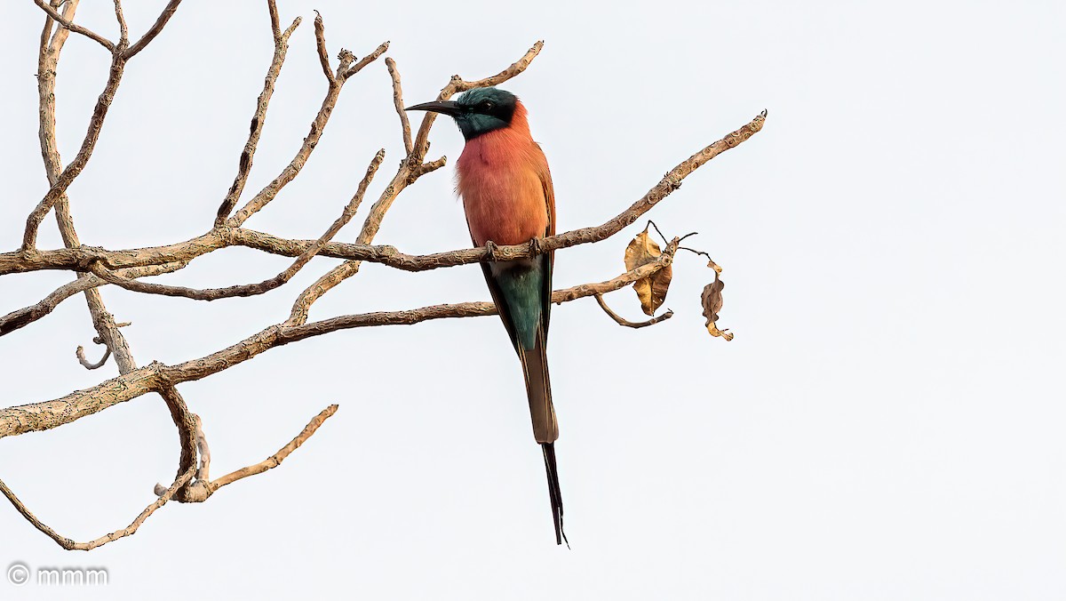 Northern Carmine Bee-eater - ML646798705