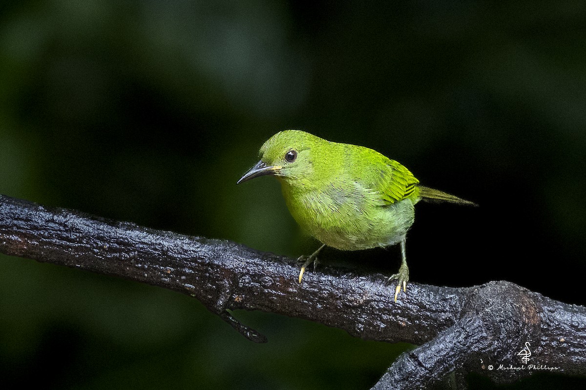 Mielerito Verde - ML646798711