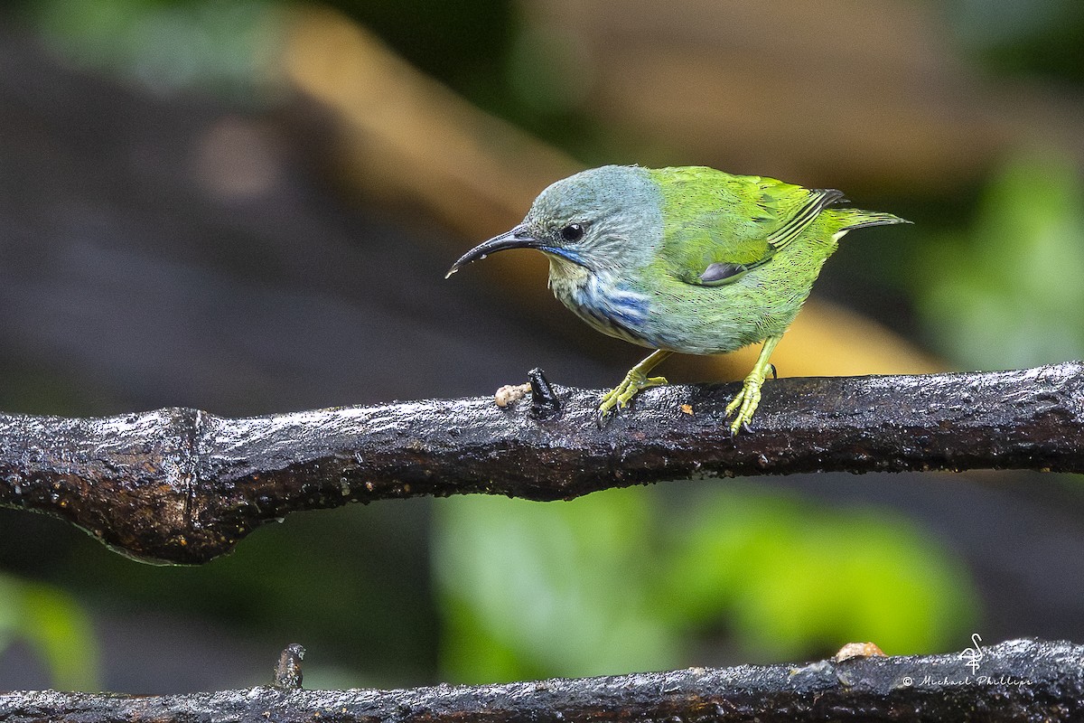 Shining Honeycreeper - ML646798714