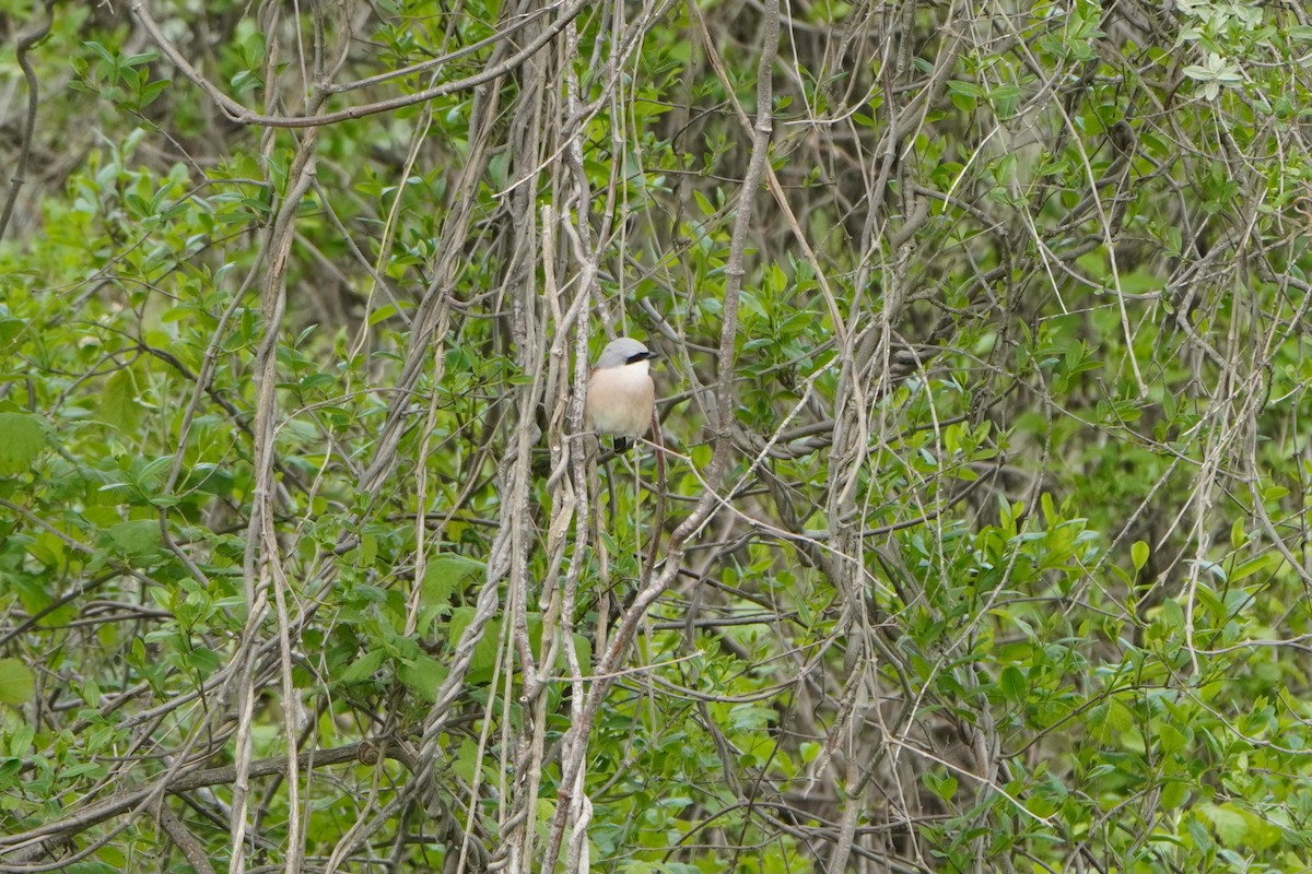 Alcaudón Dorsirrojo - ML646798715