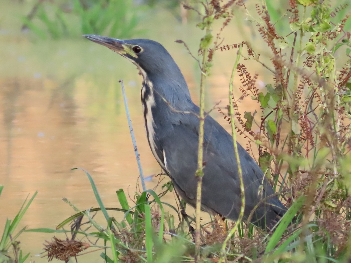 Dwarf Bittern - ML646798716