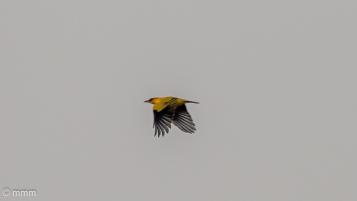 African Golden Oriole - ML646798718