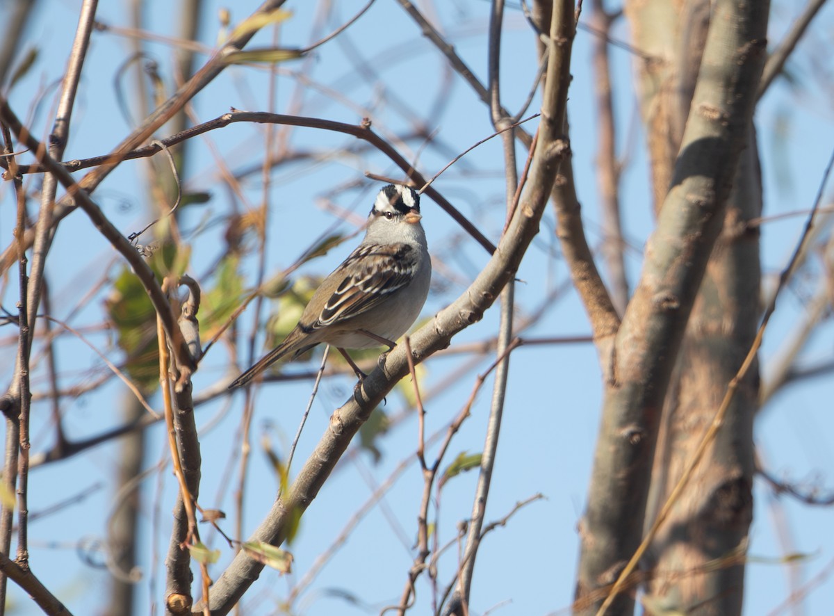 White-crowned Sparrow - ML646798719