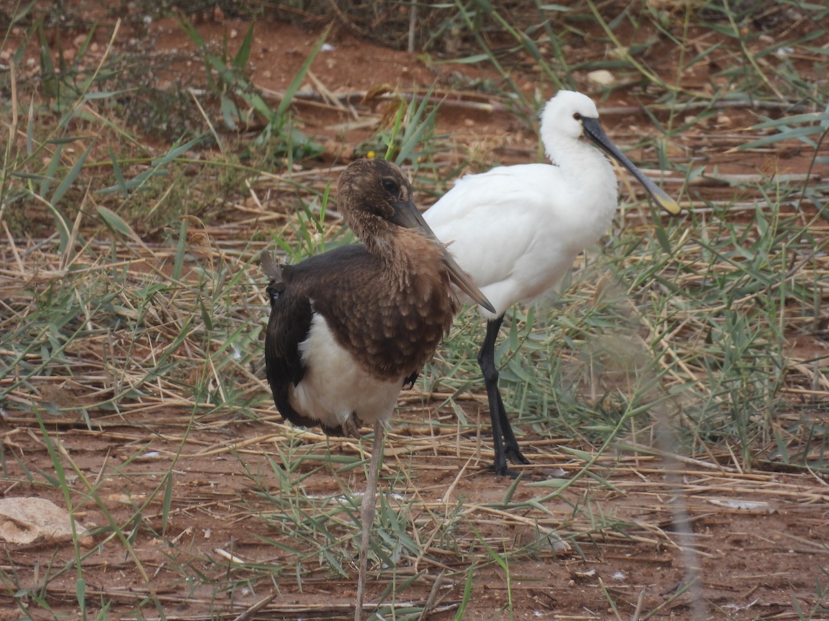 Zikoina beltza - ML646798720