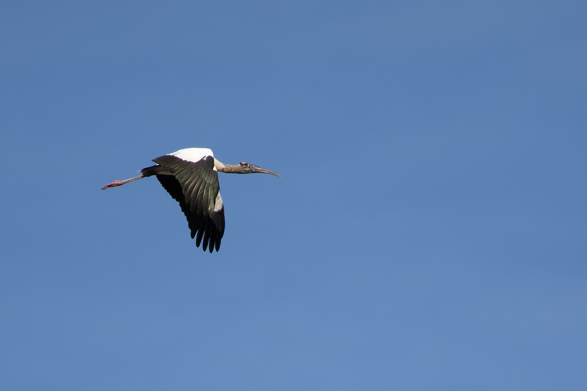 アメリカトキコウ - ML646798722