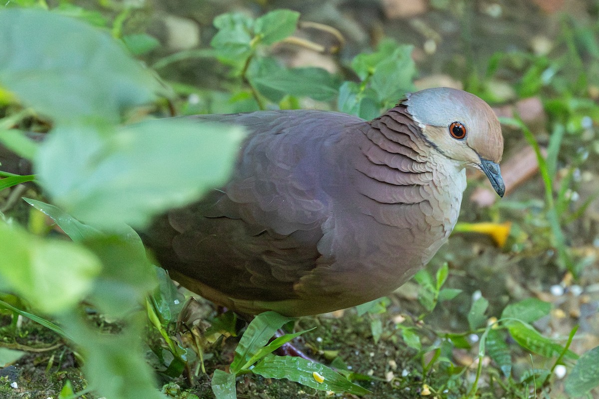 Lined Quail-Dove (linearis) - ML646798723