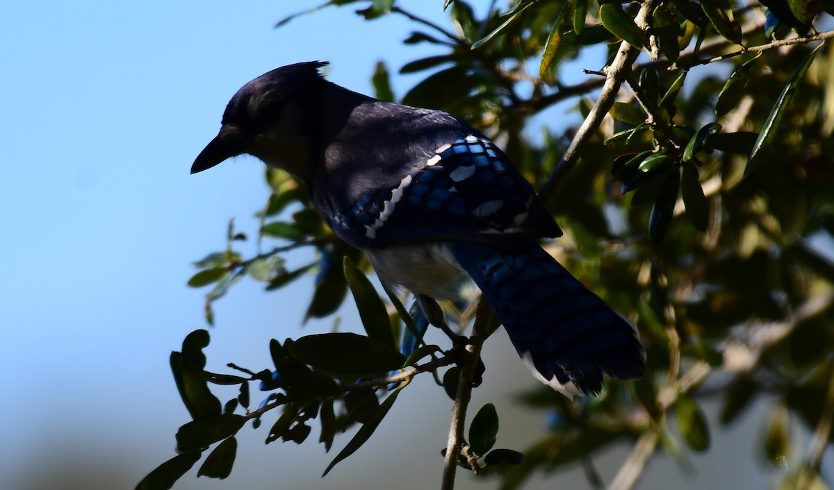 Blue Jay - ML646798725