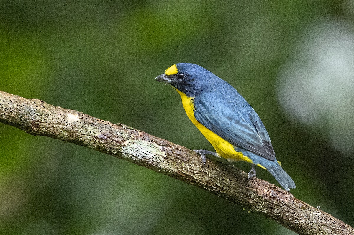 キノドスミレフウキンチョウ - ML646798727