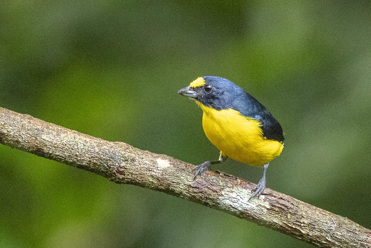 キノドスミレフウキンチョウ - ML646798728