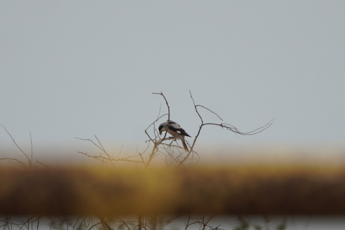 Lesser Gray Shrike - ML646798729